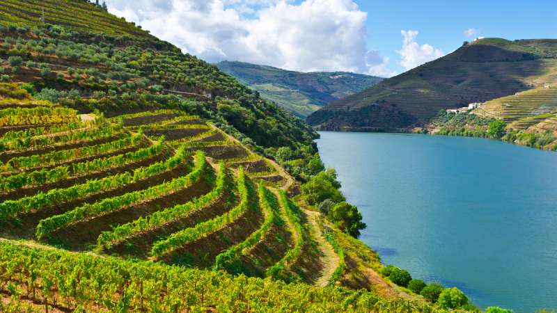 Vineyards - Douro - Portugal