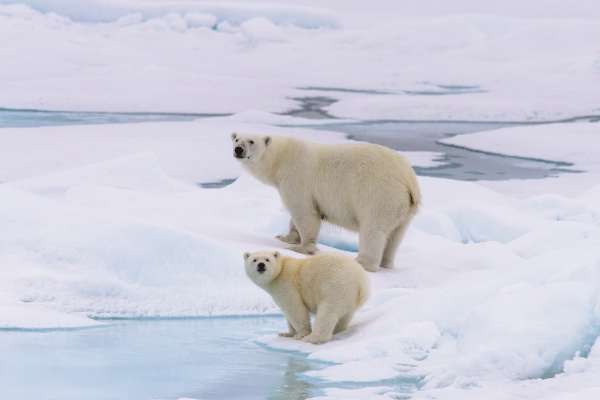 Polar bear - Svalbard