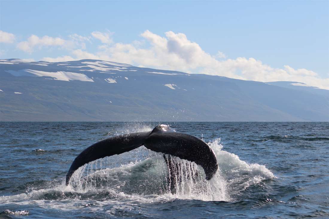 Silversea partners with marine conservation charity to offer whale watching