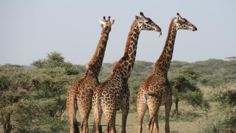 wildlife, wildlife cruises, cruise, cruising, safari,