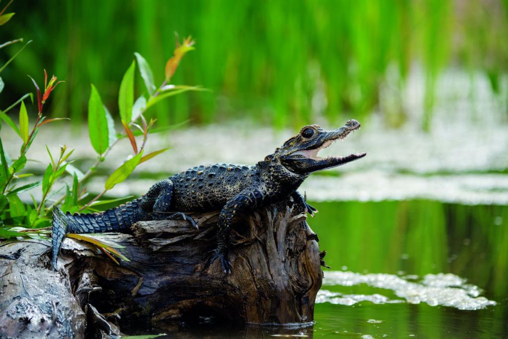 cruise, Fred Olsen, Allison Graham