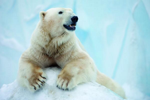 Arctic Circle, Canada, cruise, cruising, polar bear,