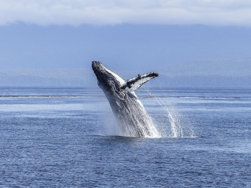 Alaska, humpback whale, photography: Alain Aude