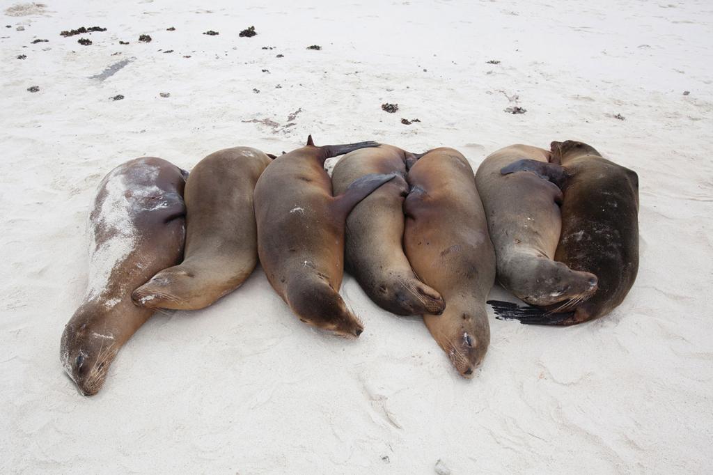 Seals in Galapagos, Silversea Silver Origin cruise