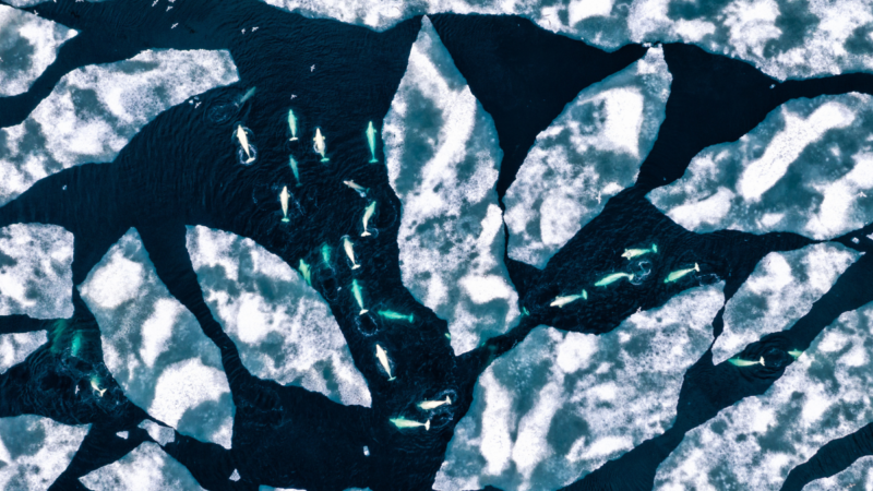 Expedition Cruise Network, ECN