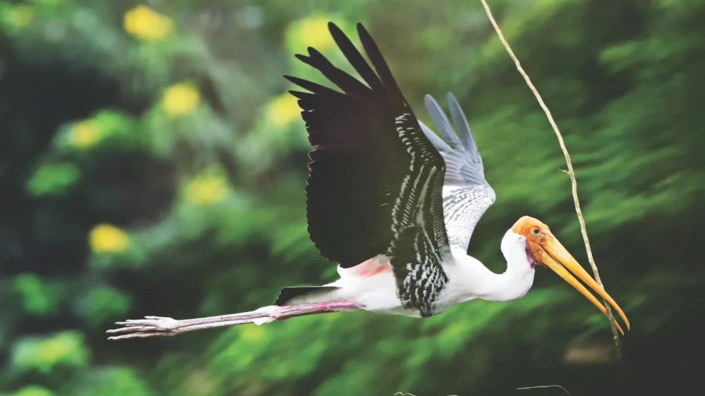 Mekong wildlife