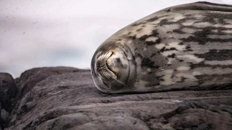 Antarctica Frozen continent destination