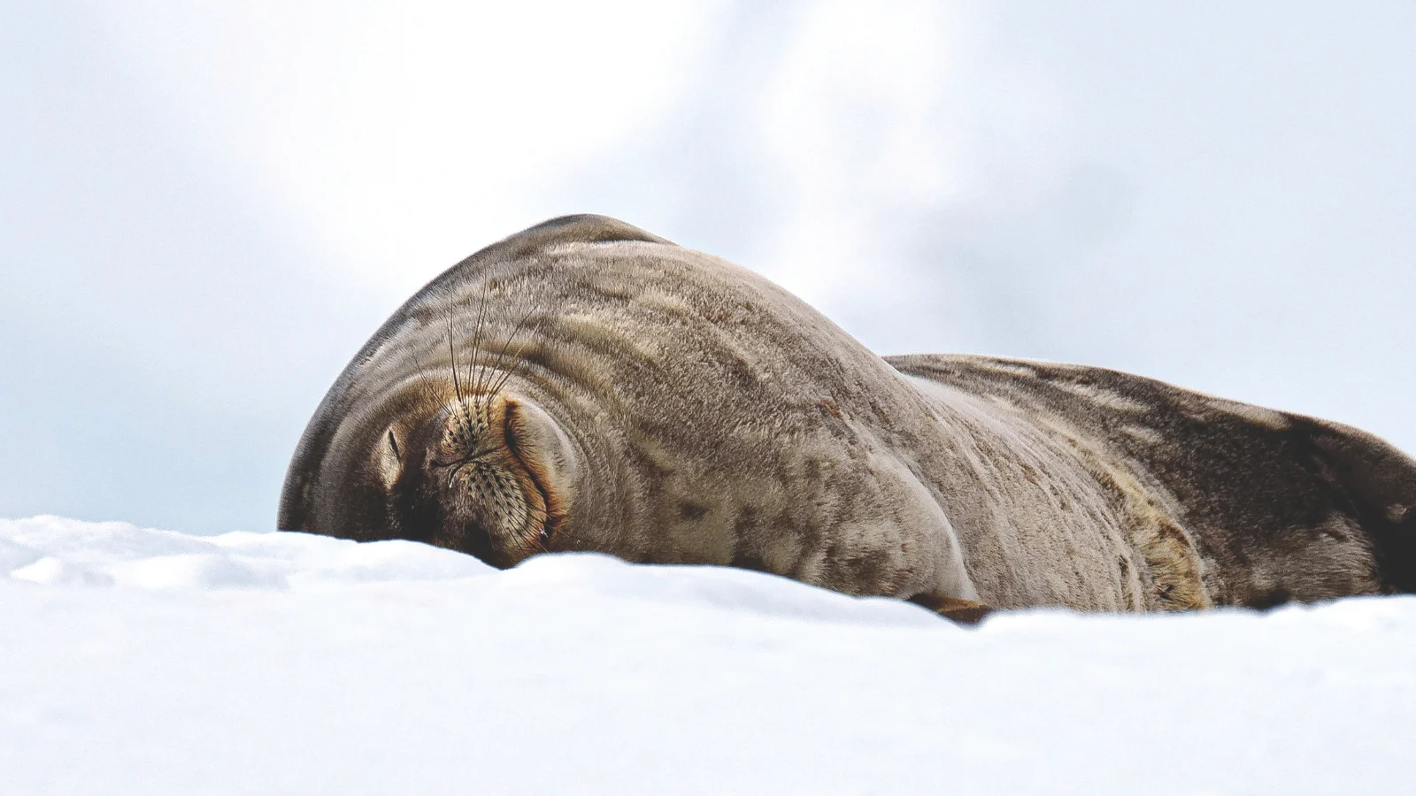 Antarctica is proving popular amongst guests