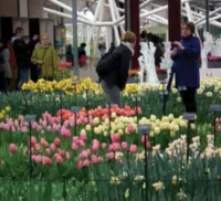 Keukenhof