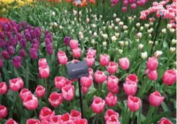 Keukenhof