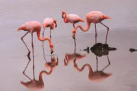Flamingoes - Galapagos