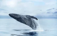 Whale jumping out of the water