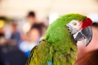 Parrot