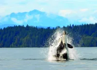 Vancouver 339637385 HR