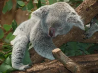koala-bear-Copyright-A-Pixela