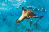 Expedition cruise sea lions