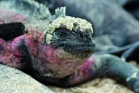 Galapagos