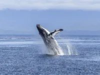 6 Alaska feature Alain Audet humpback-whale