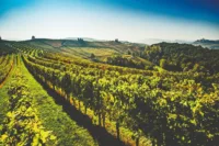 Wine cruises