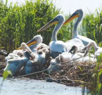 Danube Delta wildlife