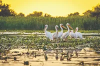 Danube wildlife