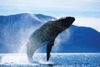 Witness the breaching whale.