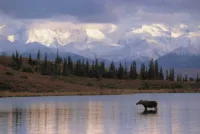 moosemtn