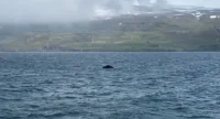 Fred Olsen VIp whale watching