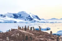 Aurora Expeditions wildlife cruise