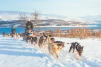 Havila Voyages Tromsø Dog sledding_Cred TromsøVillmarksenter
